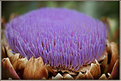 Picture Title - Purple Sea
