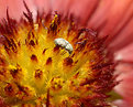 Picture Title - Beetle, Flower