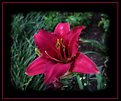 Picture Title - Red Lily