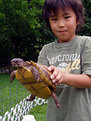 Picture Title - steven and a turtle