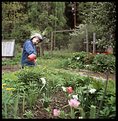 Picture Title - A little gardener
