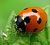 Seven-spot Ladybird (Coccinella 7-punctata)