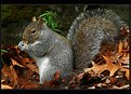 Picture Title - squirrel