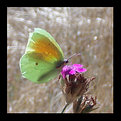 Picture Title - Butterfly #1