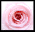 Picture Title - Soft, poetic rose