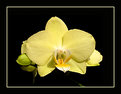 Picture Title - Yellow Orchid