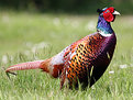 Picture Title - Pleasant Pheasant