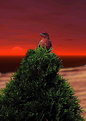 Picture Title - Red Bird