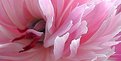 Picture Title - Peony after the rain