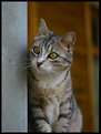 Picture Title - gatta curiosa