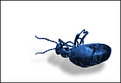 Picture Title - Floating Bug