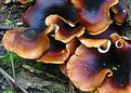 Picture Title - large fungi