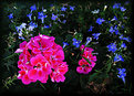 Picture Title - Geraniums and Friends