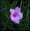 Picture Title - Mexican Petunia