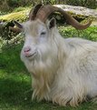 Picture Title - Billy the wild goat
