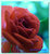 Blur rose