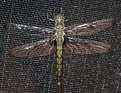 Picture Title - dragonfly