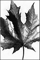 Picture Title - leaf