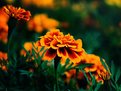 Picture Title - Marigolds