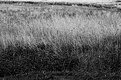 Picture Title - Various Grasses