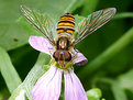 Picture Title - Tiger fly