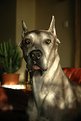 Picture Title - great dane