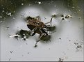 Picture Title - Water Cricket