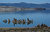 Mono Lake Reflections