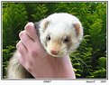 Picture Title - ferret