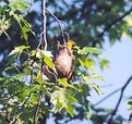 Picture Title - Baltimore Oriole