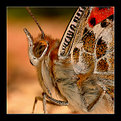 Picture Title - Painted Lady