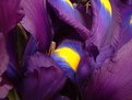 Picture Title - Plum