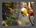 Picture Title - Pomegranate