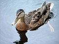 Picture Title - Female Mallard Duck