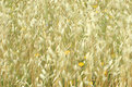 Picture Title - meadow in the wind