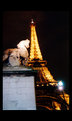 Picture Title - Horse in Paris