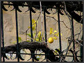 Picture Title - Lemon behind the bars