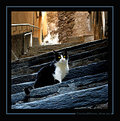 Picture Title - - il gattazzo - 