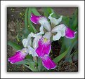 Picture Title - Garden Iris's