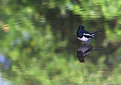 Picture Title - Oriental Magpie Robin