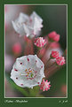 Picture Title - Kalmia