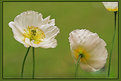 Picture Title - Papaver