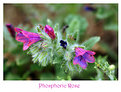 Picture Title - Phosphoric Rose