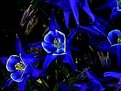 Picture Title - Blue Columbines (Aquilegia caerulea)