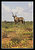 Gemsbok Among Yellow Wildflowers