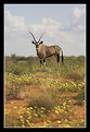 Picture Title - Gemsbok Among Yellow Wildflowers