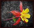 Picture Title - Corroded Columbine