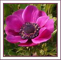 Picture Title - Anemone