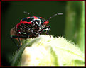 Picture Title - Mr. Bug (#3)