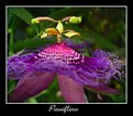 Picture Title - Passiflora